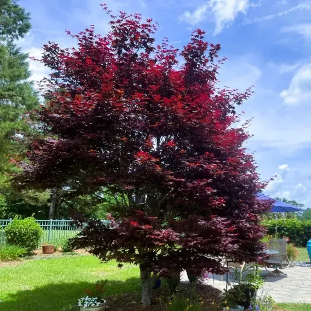 thumbnail for publication: Acer palmatum: Japanese Maple